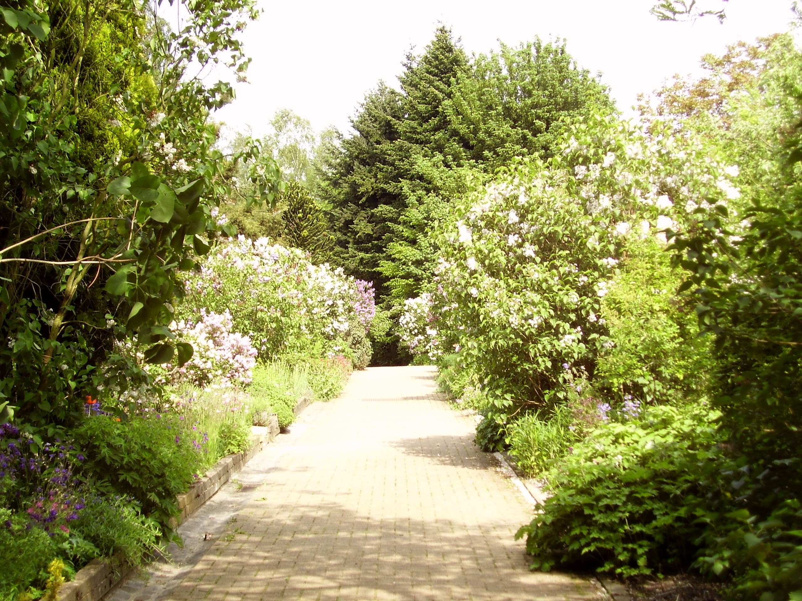 Jean Massart Botanical Garden - Image 1